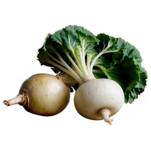 Baby Turnip Png Wqb PNG Image