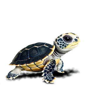 Baby Turtle Hatchling Png Iob PNG Image