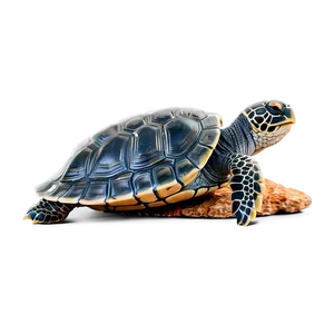 Baby Turtle On Rock Png Tki PNG Image