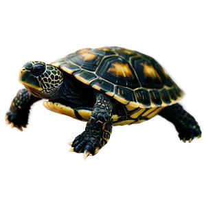 Baby Turtle Side View Png Llr PNG Image