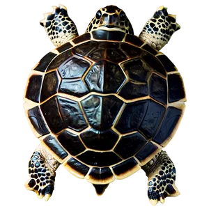 Baby Turtle Top View Png 8 PNG Image