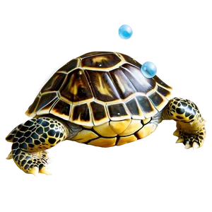 Baby Turtle With Bubble Png Ofy14 PNG Image