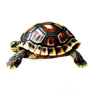 Baby Turtle With Hat Png Axs14 PNG Image