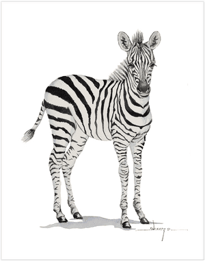 Baby Zebra Png - Zebra Picture Transparent Background, Png Download PNG image with transparent background