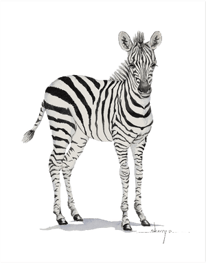 Baby Zebra Transparent Background, HD Png Download PNG image with transparent background