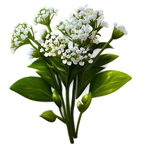 Babys Breath B PNG Image