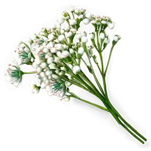 Babys Breath Flower Png 06132024 PNG Image