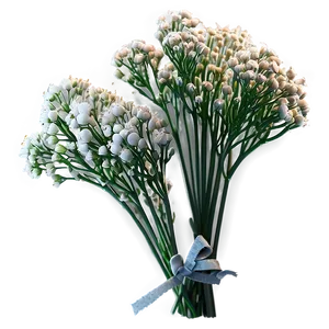 Babys Breath Flower Png 43 PNG Image