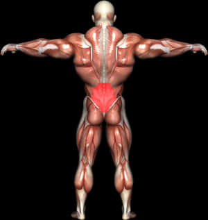 Back Day Workout, HD Png Download PNG image with transparent background