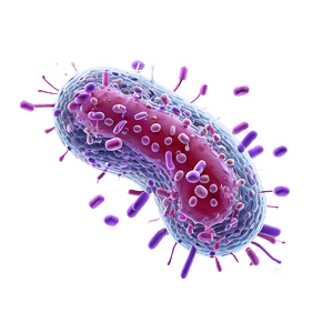 Bacteria Illustration PNG 05242024 PNG