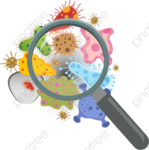 Aggregation Of Fungus Flora - Imagenes De Bacterias Png, Transparent Png PNG image with transparent background