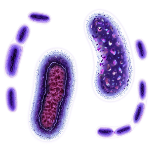 Bacteria Under Microscope PNG 32 PNG