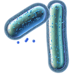 Bacteria Under Microscope PNG uwf32 PNG