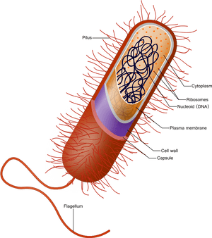 Capsule Bacteria, HD Png Download PNG