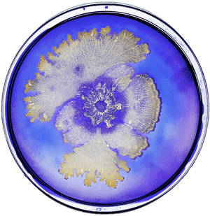 Bacteria In Petri Dish - Tal Danino, HD Png Download PNG with transparent background