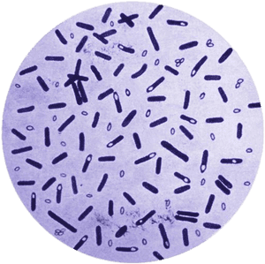 Botulism Bacteria In A Petri Dish - Clostridium Botulinum Microscopic View, HD Png Download PNG with transparent background