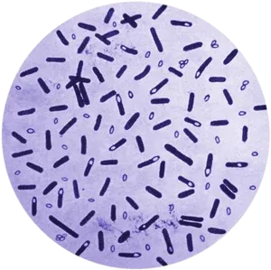 Bacterial Sample Microscopic View PNG Image