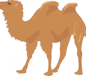 Bactrian Camel Illustration.png PNG Image