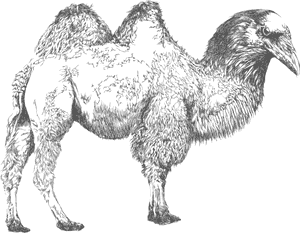 Bactrian Camel , Png Download - Sketch, Transparent Png PNG image with transparent background