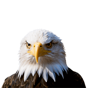 Bald Eagle American Symbol PNG 05212024 PNG image with transparent background