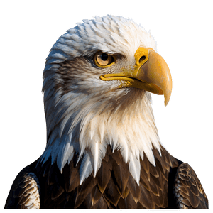 Bald Eagle American Symbol PNG iwt38 PNG image with transparent background