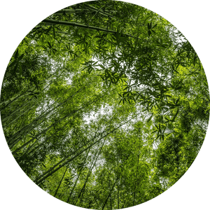 Transparent Bamboo Forest Png - Bamboo, Png Download PNG with transparent background