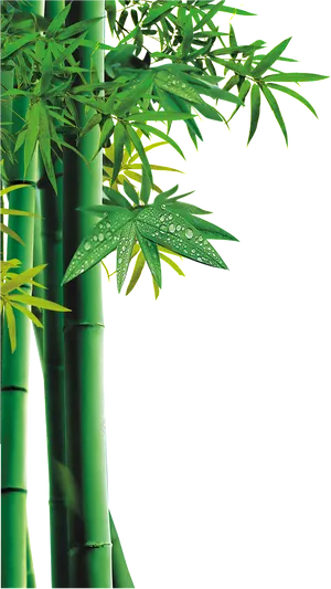 Bamboo Greenery Dewdrops PNG Image