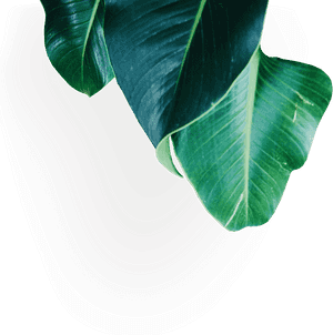 Banana Family, Png Download - Banana Family, Transparent Png PNG image with transparent background