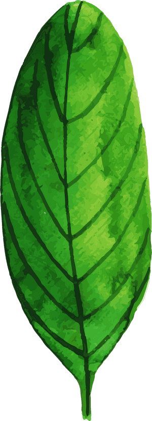 Banana, HD Png Download PNG image with transparent background