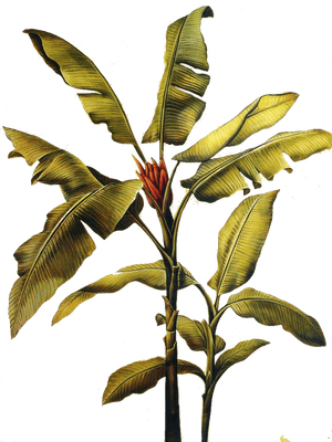 #banana #leaf #art #painting #freetoedit - Banana Leaf, HD Png Download PNG image with transparent background