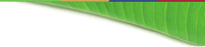 ิ Banana Leaf Bg , Png Download - Ensete, Transparent Png PNG image with transparent background