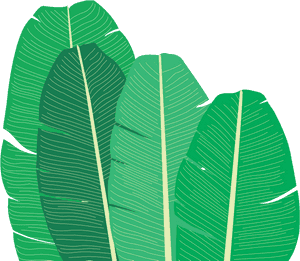 Banana Leaf Family@2x - Ensete, HD Png Download PNG image with transparent background