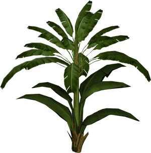 Banana Leaf Palm - Transparent Banana Leaf Plant Png, Png Download PNG image with transparent background