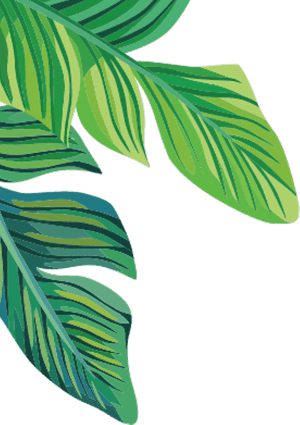 Banana Leaf Transparent Background , Png Download - Banana Leaves Transparent Background, Png Download PNG image with transparent background