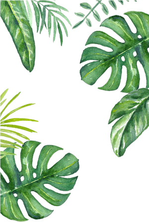 Banana Leaf Wallpaper - Plant Backgrounds, HD Png Download PNG image with transparent background