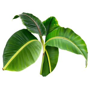 Banana Leaves PNG 82 PNG image with transparent background