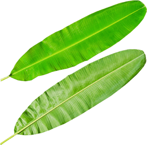 Banana Leaves Png - Banana Leaves Transparent, Png Download PNG image with transparent background