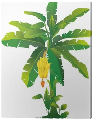 Banana Plant Artistic Representation PNG Image