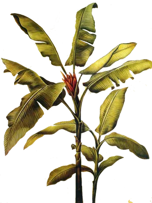 Banana Plant Illustration PNG Image