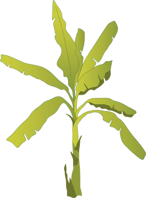 Banana Tree Vector Illustration PNG Image