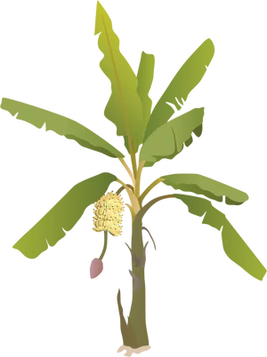 Banana_ Tree_ With_ Flower_ Illustration PNG Image