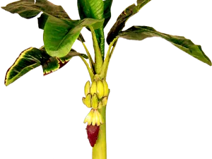 Banana Treewith Unripe Fruitand Flower PNG Image