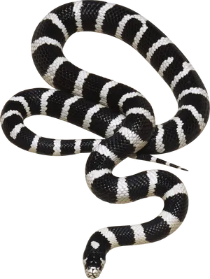 Banded Blackand White Snake PNG Image