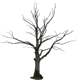 Dead Tree Png, Transparent Png PNG image with transparent background