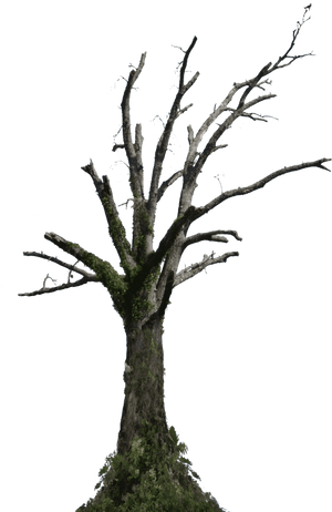 Transparent Trees Png - Dead Tree Png Hd, Png Download PNG image with transparent background