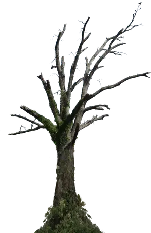 Bare_ Branches_ Dead_ Tree_ Sky_ Background PNG Image