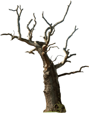 Old Tree Png Photo - Dead Tree Png, Transparent Png PNG image with transparent background