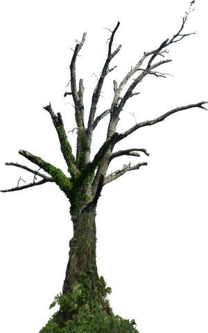 Dead Tree Png Hd , Png Download - Dead Tree Png Hd, Transparent Png PNG image with transparent background