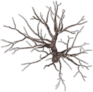Dead Tree Top View, HD Png Download PNG image with transparent background