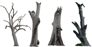 Bare_ Dead_ Trees_ Against_ Sky PNG Image